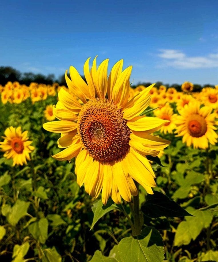 Community Fields