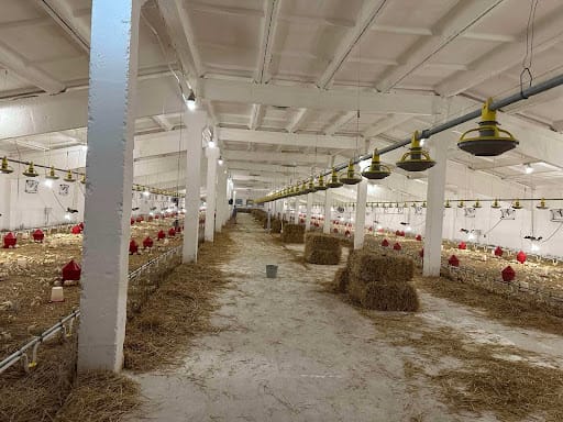 Poultry farm in the village of Kozyriany, Livyntsi Community