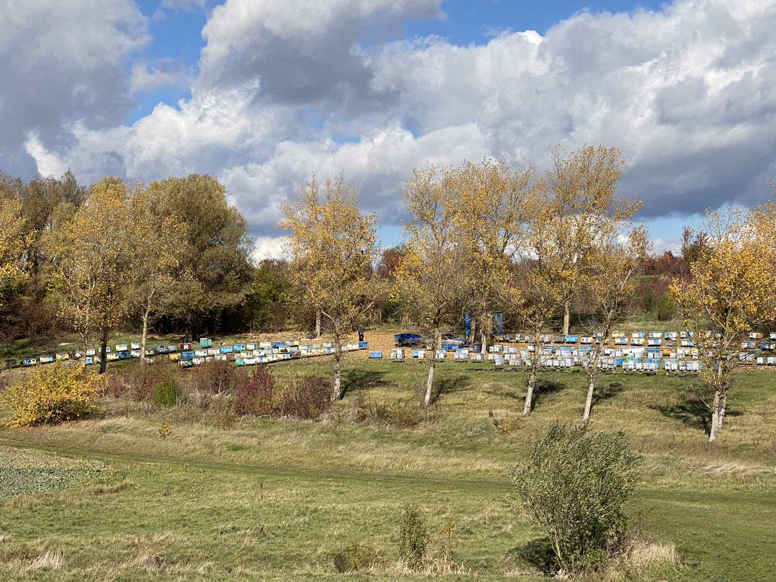 Apiary