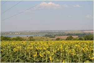 Novooleksandrivka village, endless fields