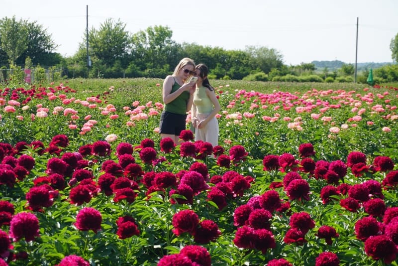 Peony field