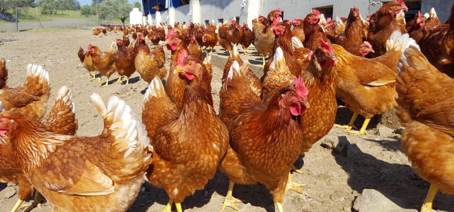 Kuibyshev Poultry Farm