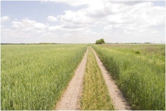 Community fields