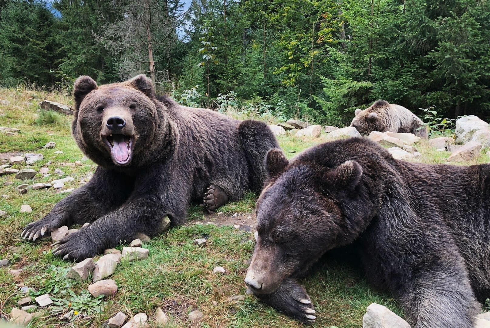 The rehabilitation center for brown bears