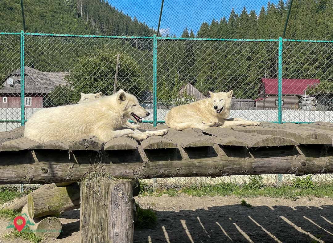 Ecopark “Valley of Wolves”