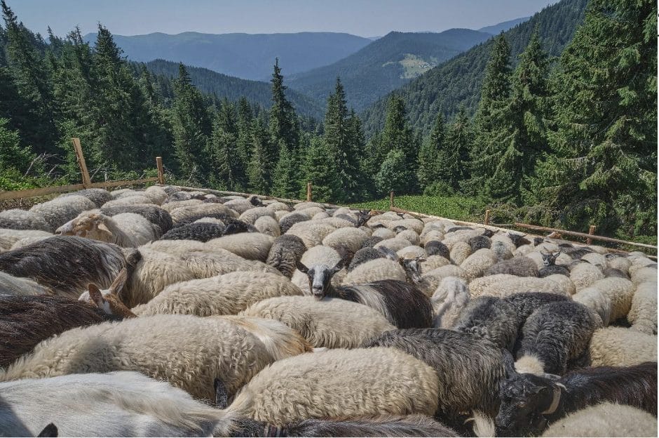 Ecofarm “Vivcharskyi Khutir”