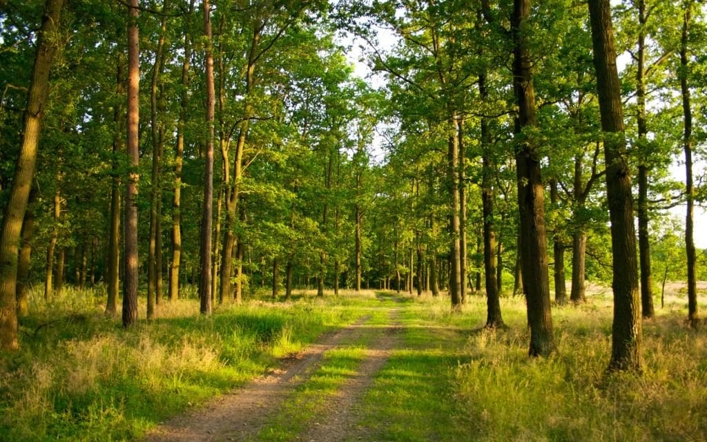 State-owned enterprise “Forests of Ukraine” / Oleksandra Dzyndra