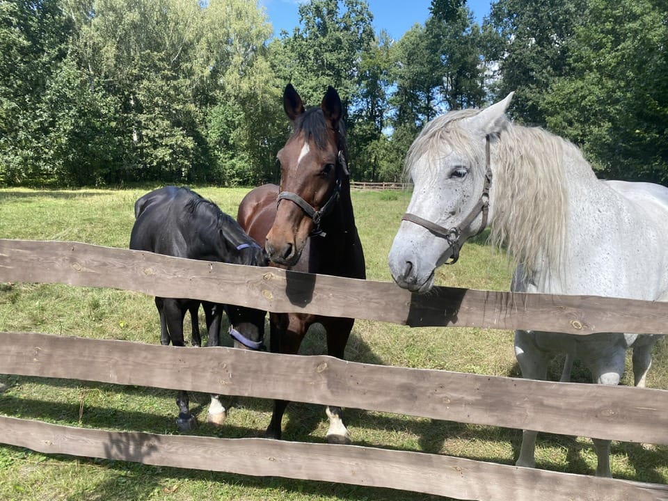 A stable in the Integration Center “Zamlynnia”