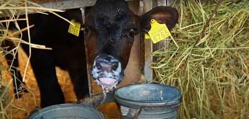 Commercial Dairy Farm
