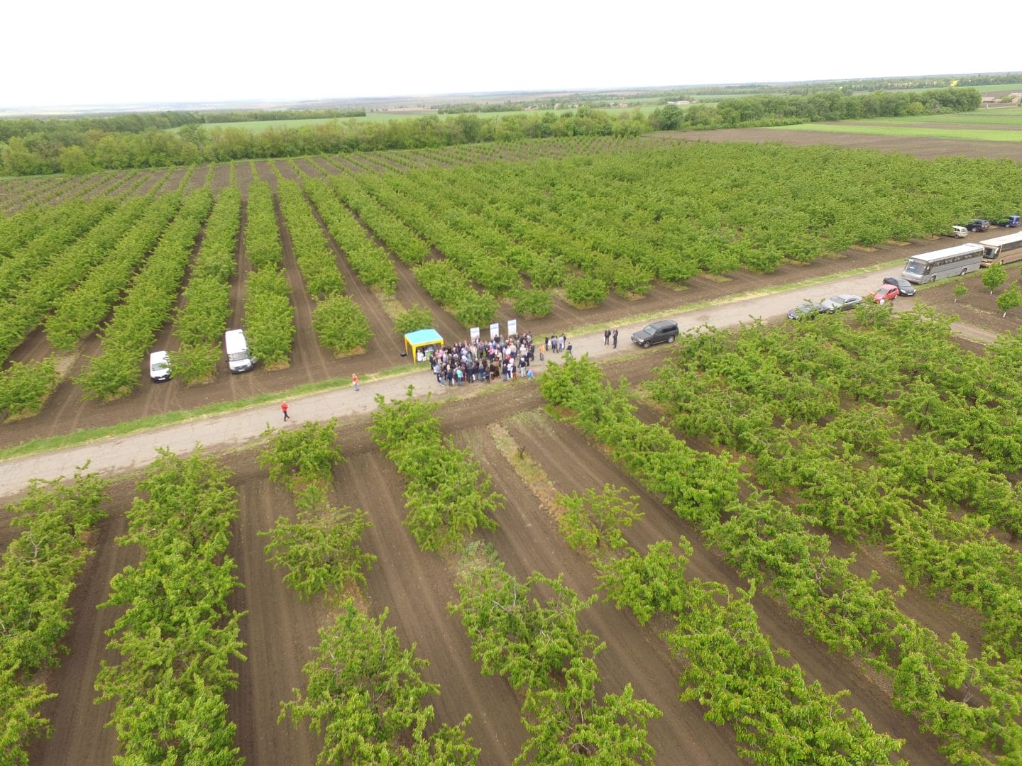 Agricultural activity: harvesting sweet cherries