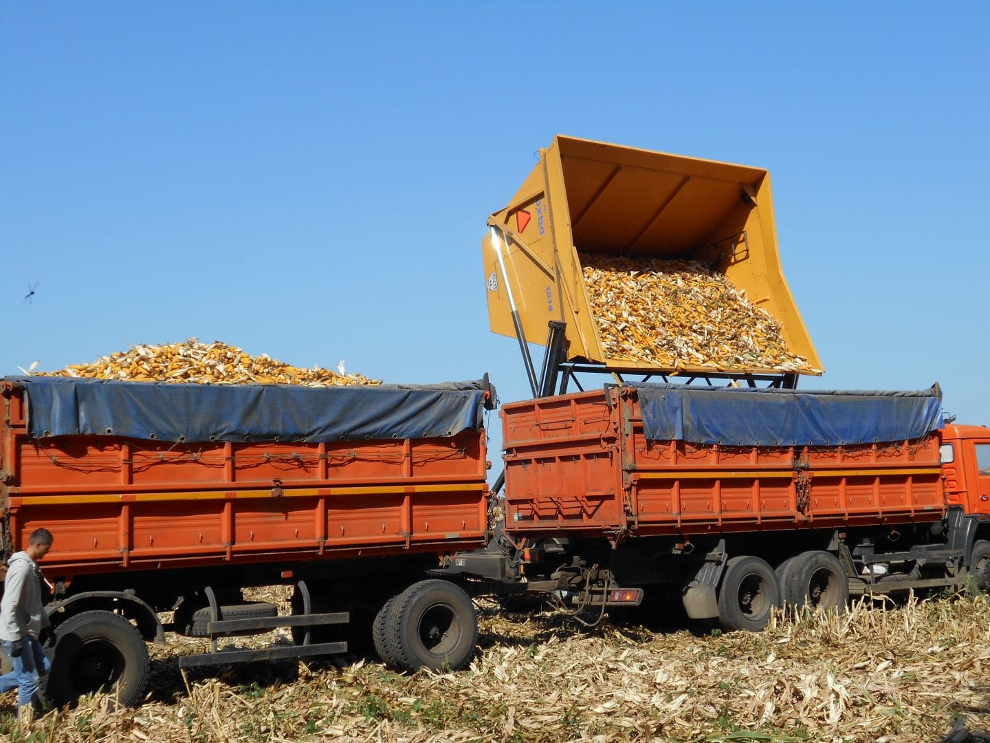 Grain harvesting by Kernel