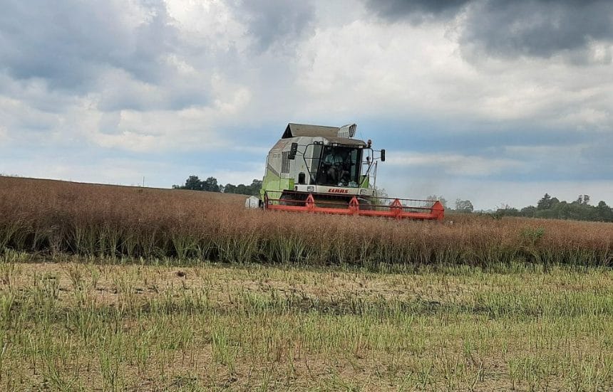 Harvesting in the community.