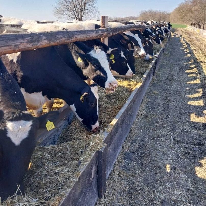 The process of feeding cattle at Progres