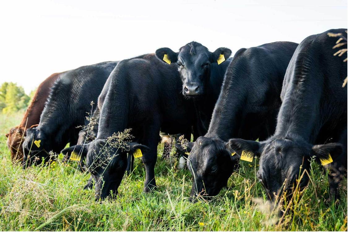 Aberdeen Angus cattle