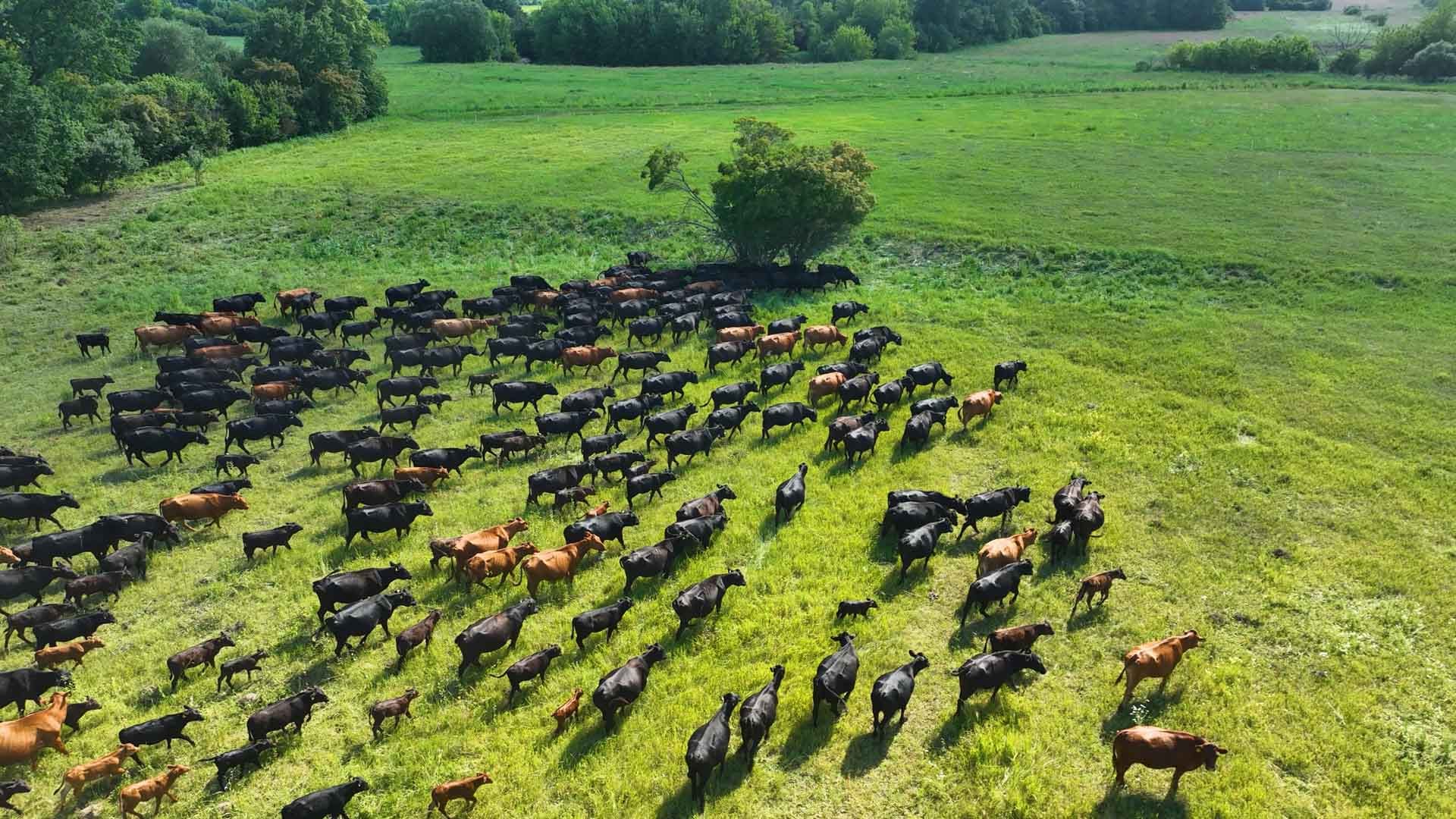 Cattle in the fields of the farm