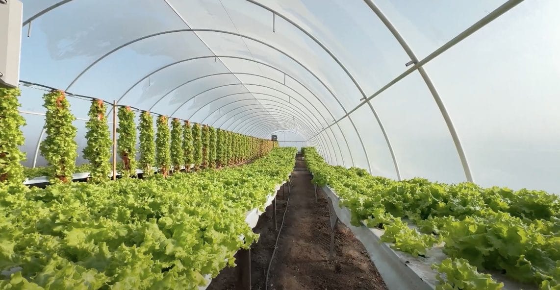 ‘Zhyva Zelen’ greenhouses.