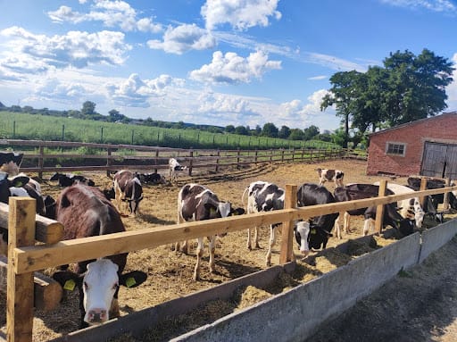 Agrofirma “Dovira 2008”, Korovyntsi village – dairy cattle farming