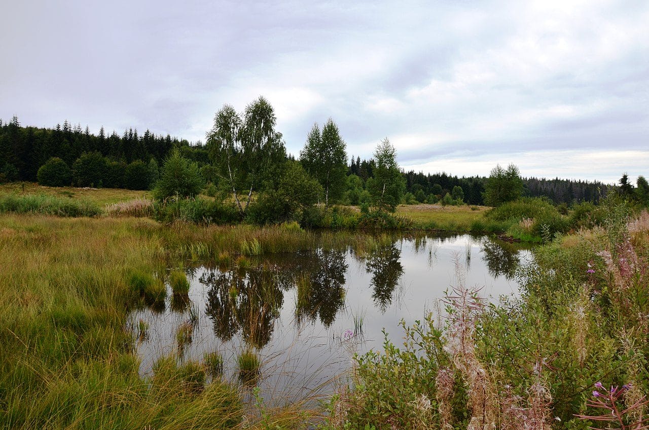 Hydrological natural monument, the Black Bog raised sphagnum bog