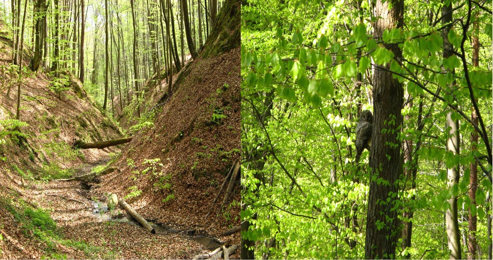 Roztochchia Regional Landscape Park  — a region with a unique landscape, partially protected as a natural park.
