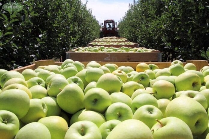 Fertile orchards of the community