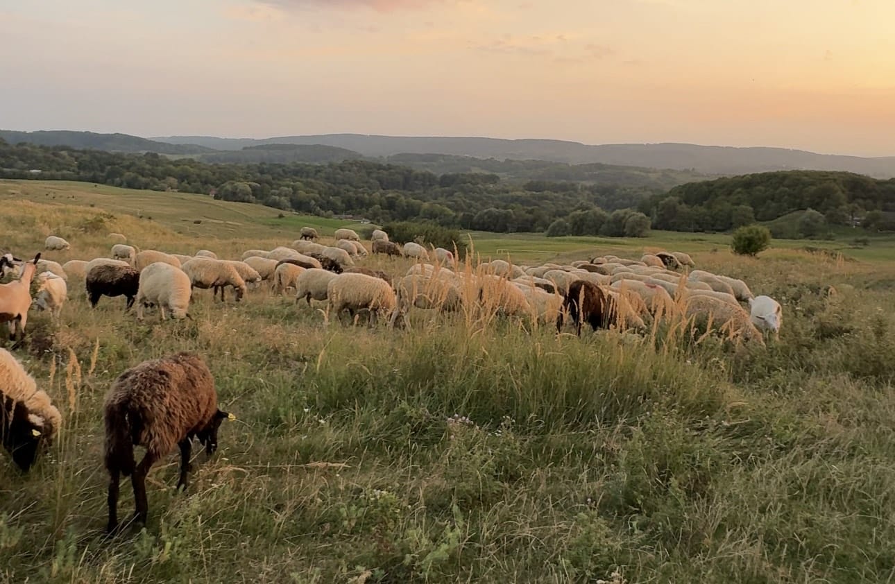 The availability of pastures contributes to the development of sheep farming
