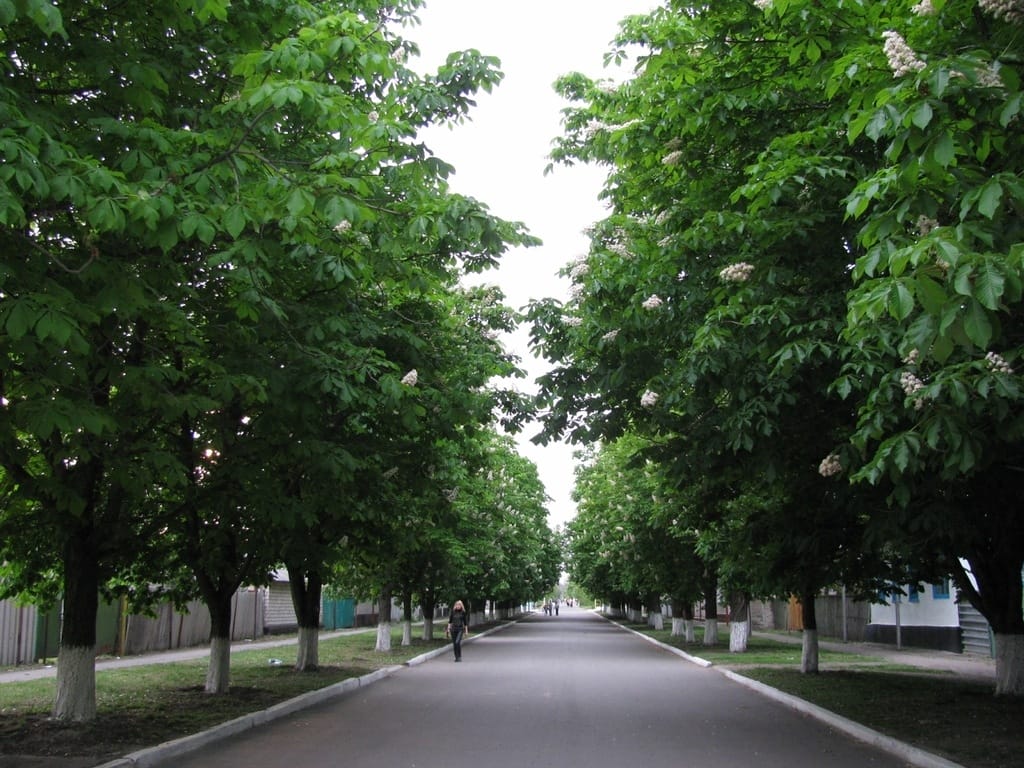 Tsentralna Street, Stanytsia Luhanska