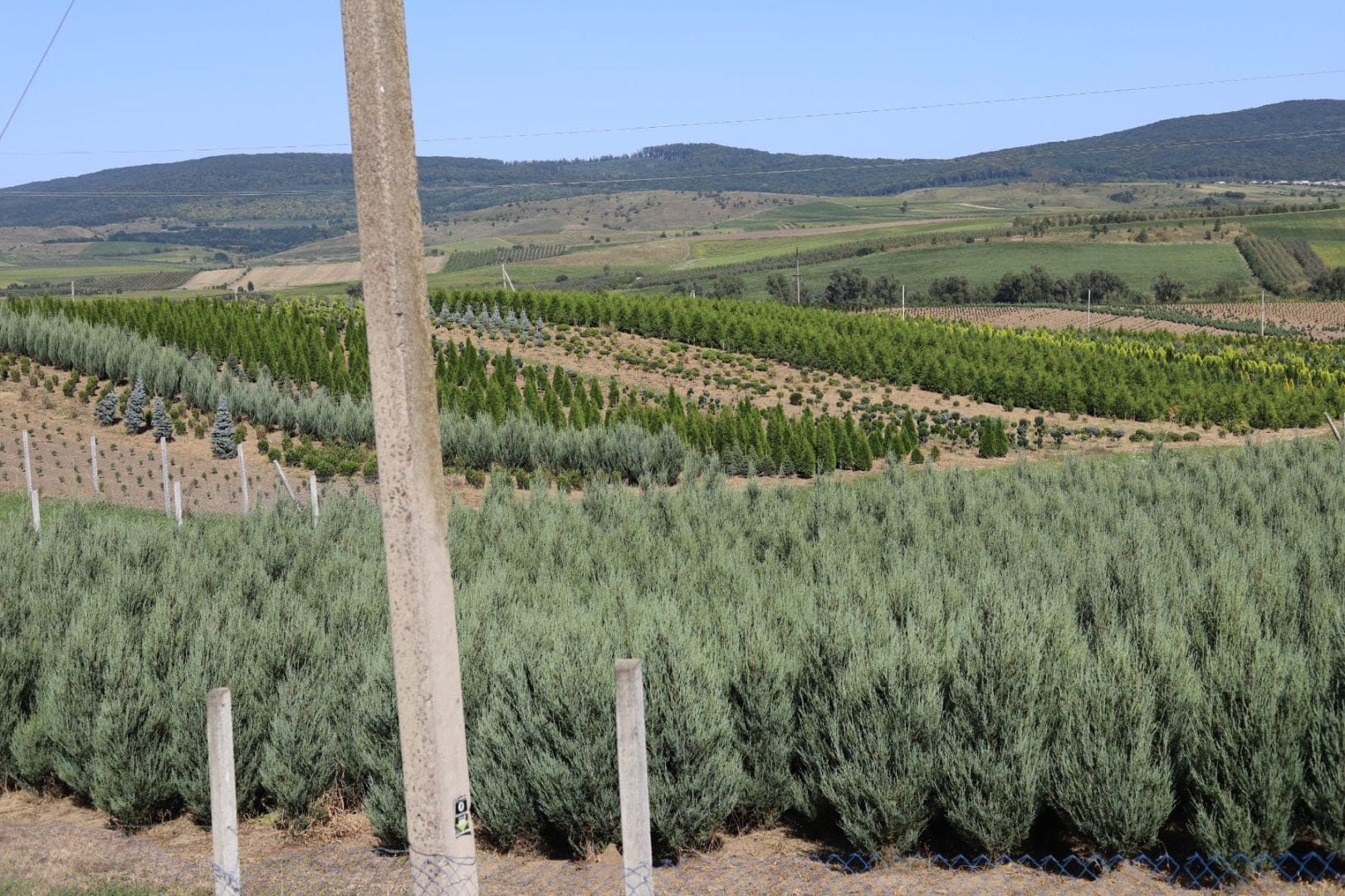 Tree Cultivation